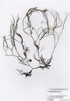 藏品(馬鞭藻)的圖片